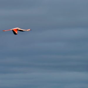 flamand_PKL1333