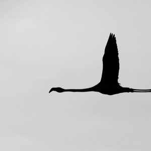 flamand_PKL1335